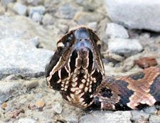 Cottonmouth