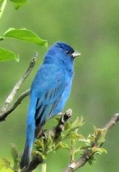 Indigo Bunting