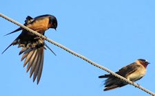 Barn & Cliff Swallows