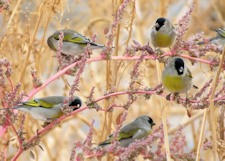 Lawrence's Goldfinches