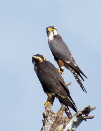 Aplomado Falcons