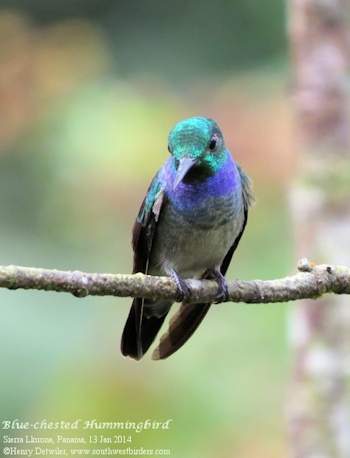 Blue-chested Hummingbird