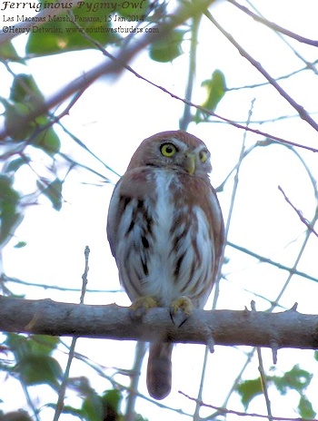 Ferruginous Pygmy-Owl