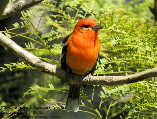 Flame-colored Tanager