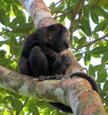 Howler Monkey