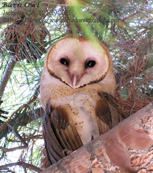 Barn Owl