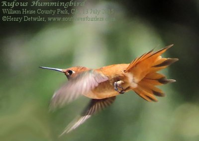 Rufous Hummingbird