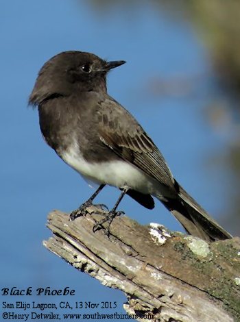 Black Phoebe