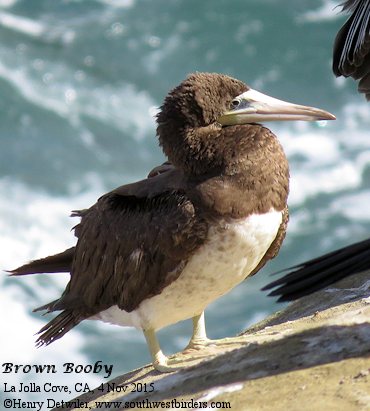 Brown Booby