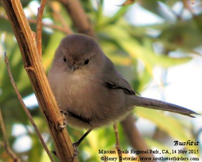 Bushtit