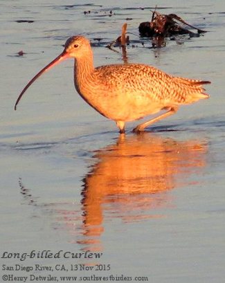 Long-billed Curlew