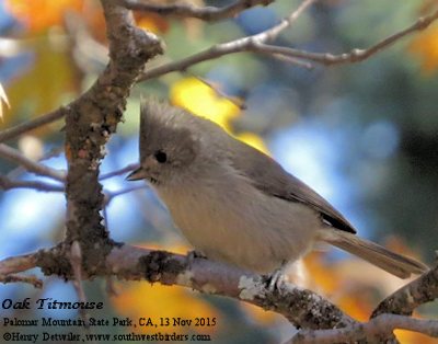 Oak Titmouse