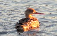 red-breasted merganser