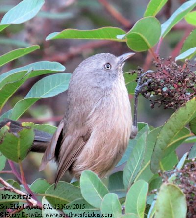 Wrentit