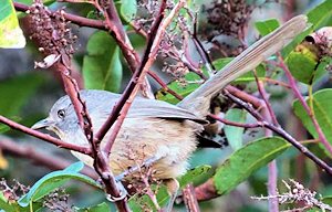 wrentit