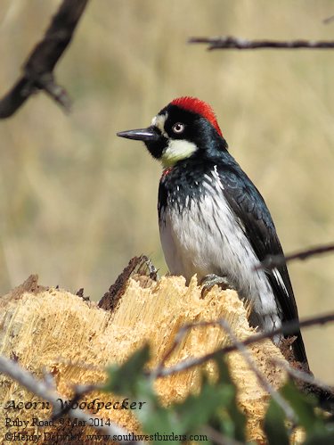 Acorn Woodpecker