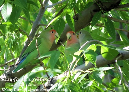 Rosy-faced Lovebird