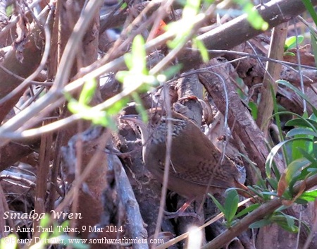 Sinaloa Wren