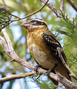 Black-headed Grosbeak