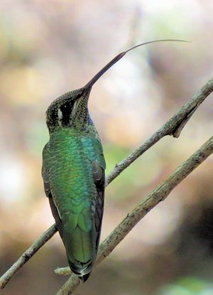 Blue-throated Humminbird