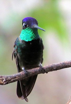 Magnificent Hummingbird