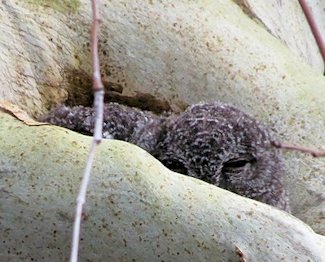 Whiskered Screech-Owl