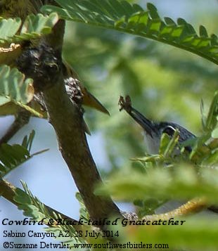 Cowbird & Gnatcatcher