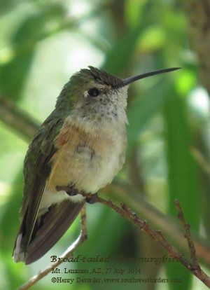 Magnificent Hummingbird