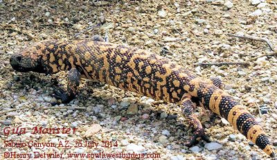 Gila Monster