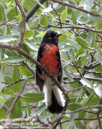 Phainopepla