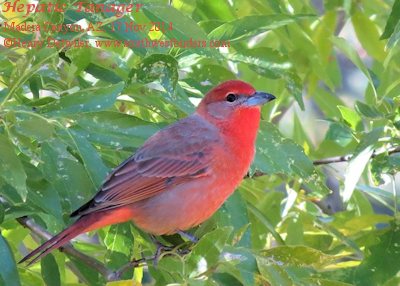 Hepatic Tanager