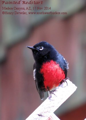 Painted Redstart