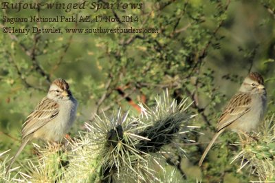 rufous-winged sparrows