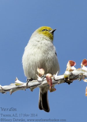 verdin