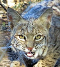 bobcat