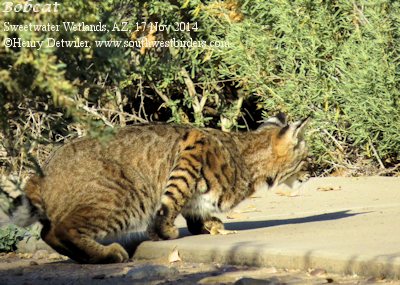 Bobcat