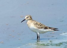 Baird's Sandpiper