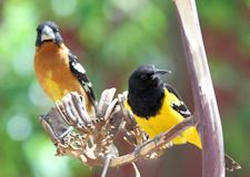 Scott's Orioles