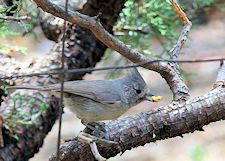 Juniper Titmouse