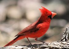 Northern Cardinal