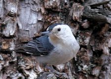 White-breasted Nuthatch