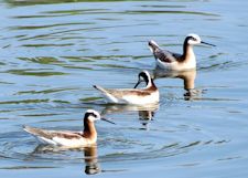 Wilson's Phalarope