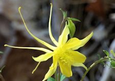 Yellow Columbine