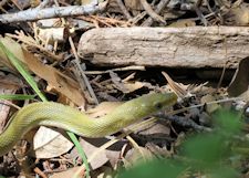 green rat snake