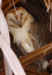 Barn owl
