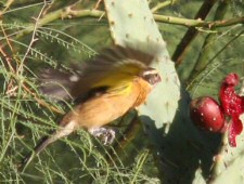 Black-headed Grosbeak
