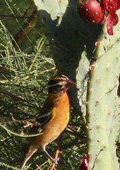 Black-headed Grosbeak