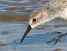 western sandpiper