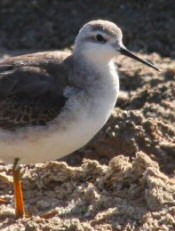 Wilson's Phararope