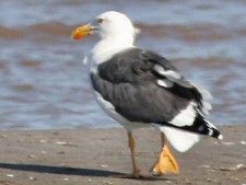 Yellow-footed Gull